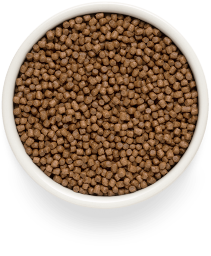 Grandorf Fresh Adult Sterilised Xira Trofi Gtas me Fresko Arni kai Gukopatata 2kg